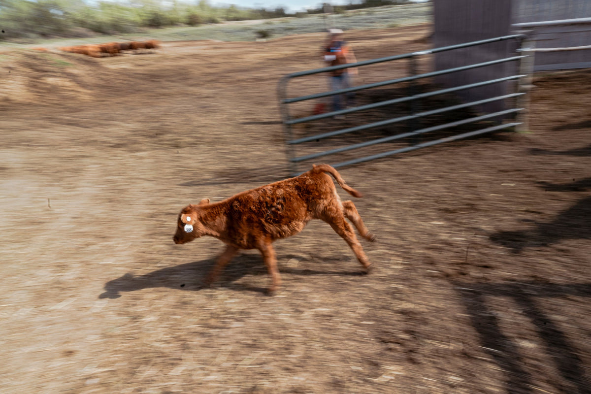 A brown calf with numbered ear tags runs across a dirt farmyard near a metal gate; the background is blurred, with a person standing near the gate and more cattle in the distance.