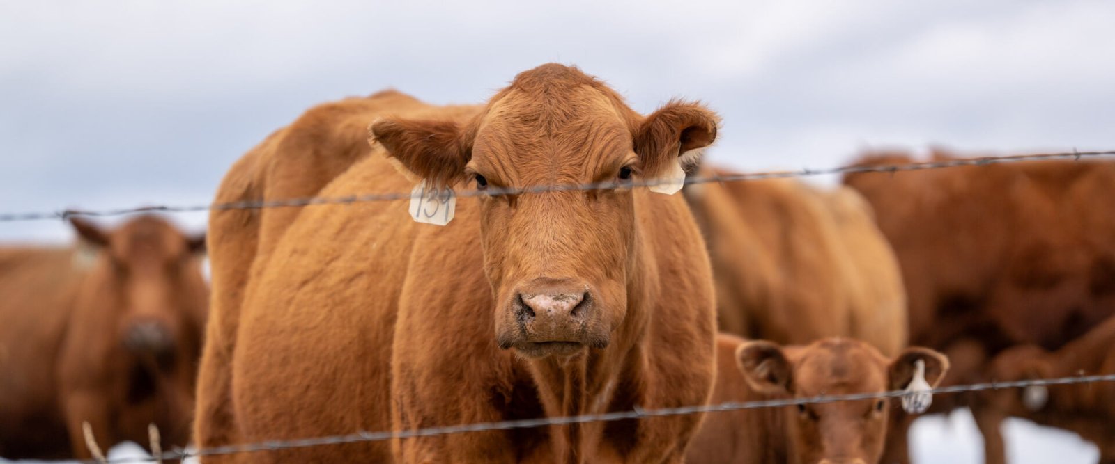 All Products - American Cattle Co