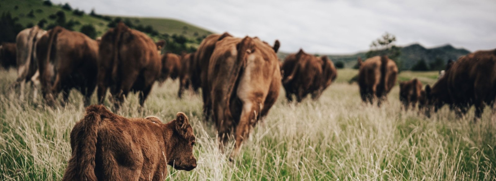 American Cattle Co. - Rural Cloth