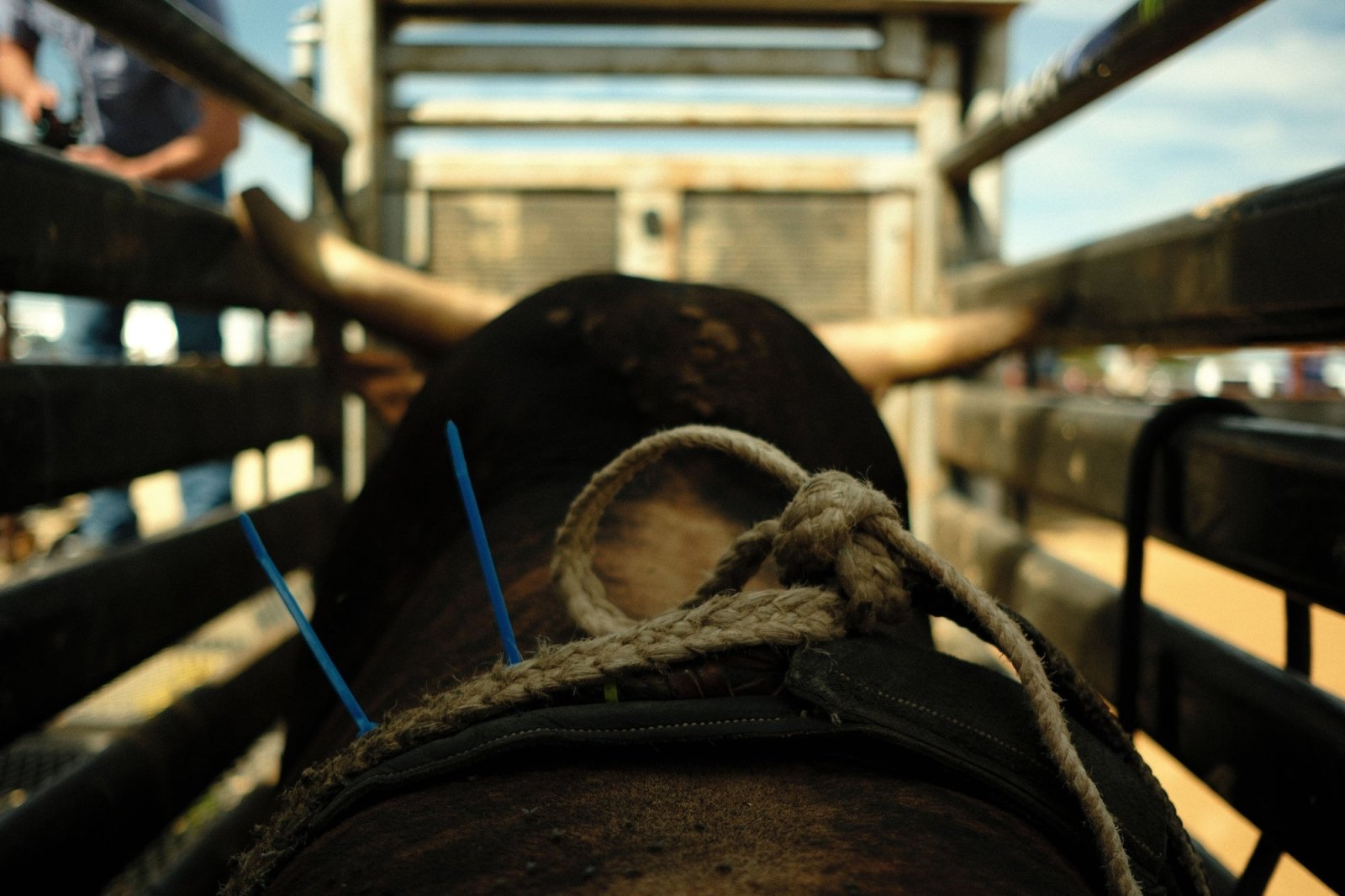 Bucktown XV - American Cattle Co