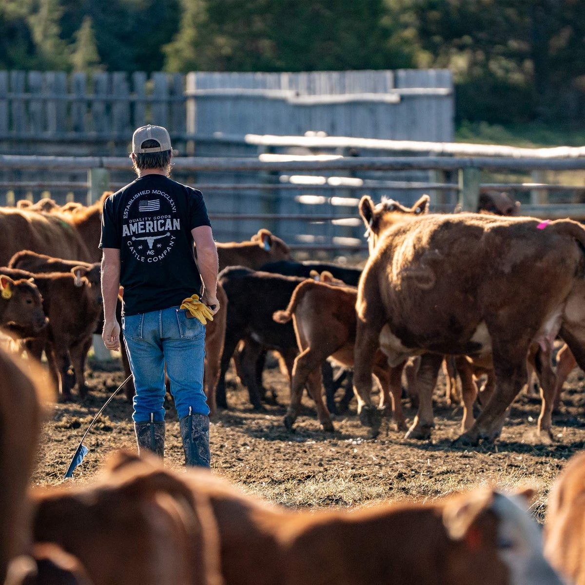 Working cattle on the ranch