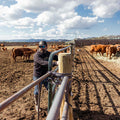 Wearing a Rural Cloth ACC Mark Pullover and sunglasses, someone stands by a metal gate in a cattle yard. Brown cows roam the muddy enclosure beneath partly cloudy skies and mountains—a classic Rural Cloth scene.